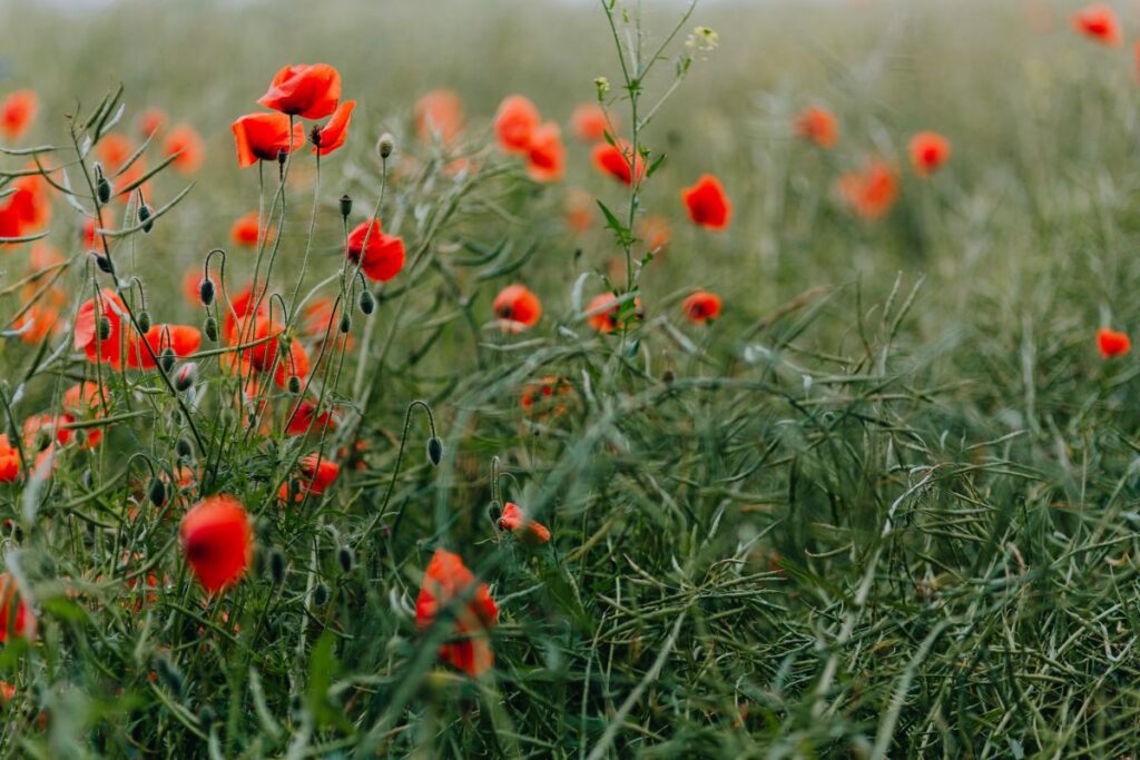 A field of Red Poppies Stock Free