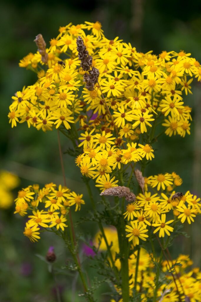 Common Ragwort flowering near Ardingly Reservoir in Sussex Stock Free