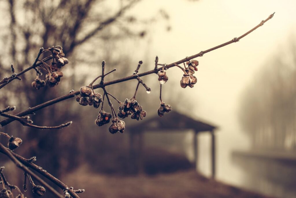 Rain Fog Tree Bud Branch Forest Stock Free