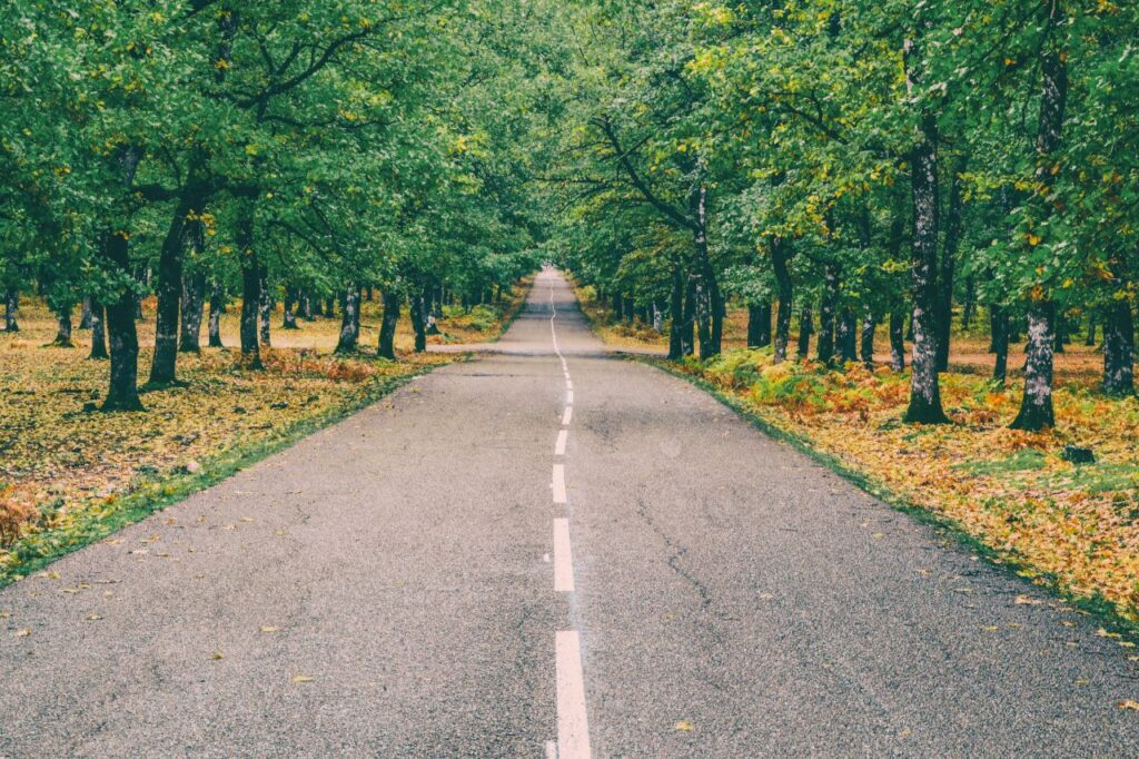 Road Through the Woods in Autumn Green Landscape Stock Free