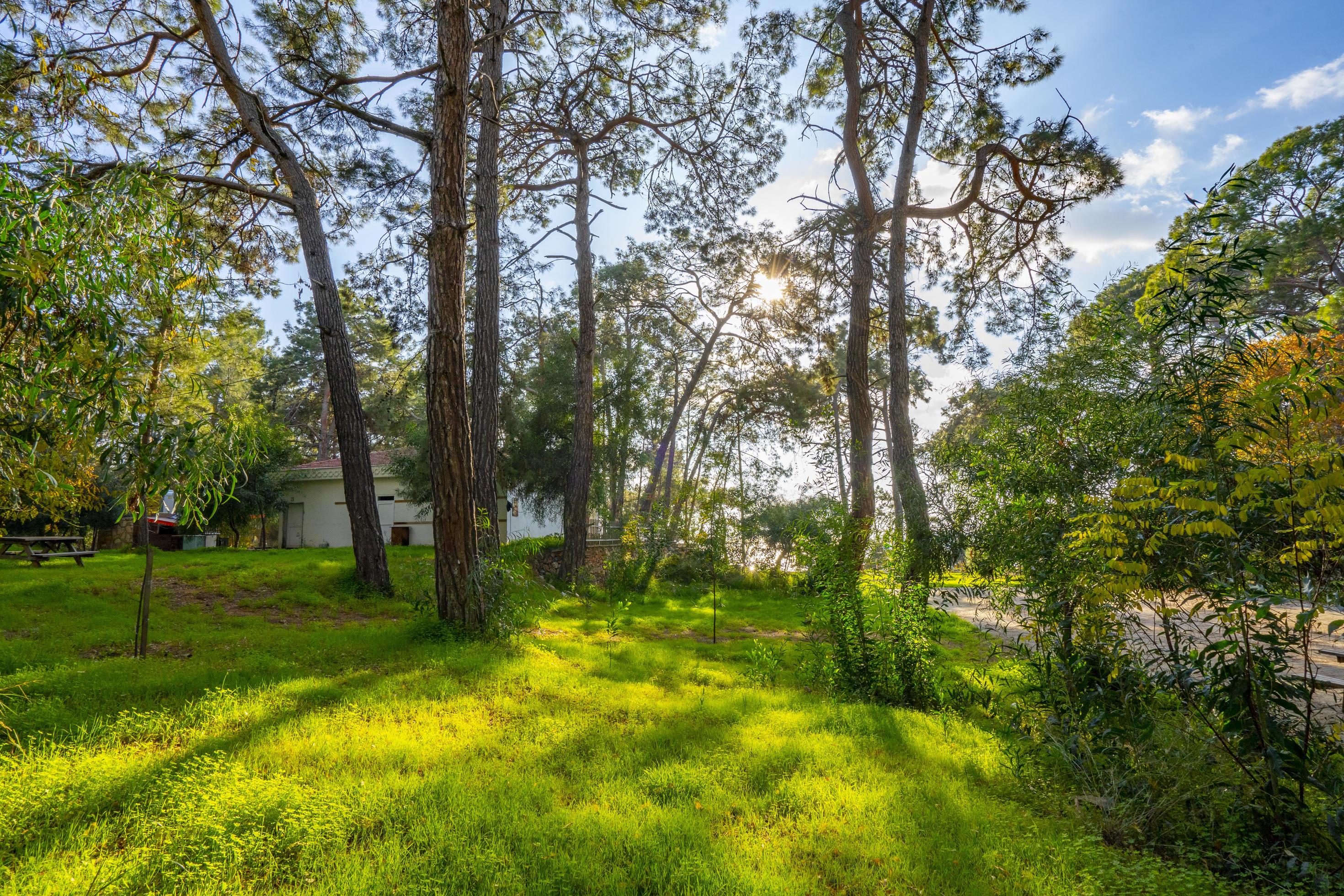 peaceful natural environment in the forest Stock Free