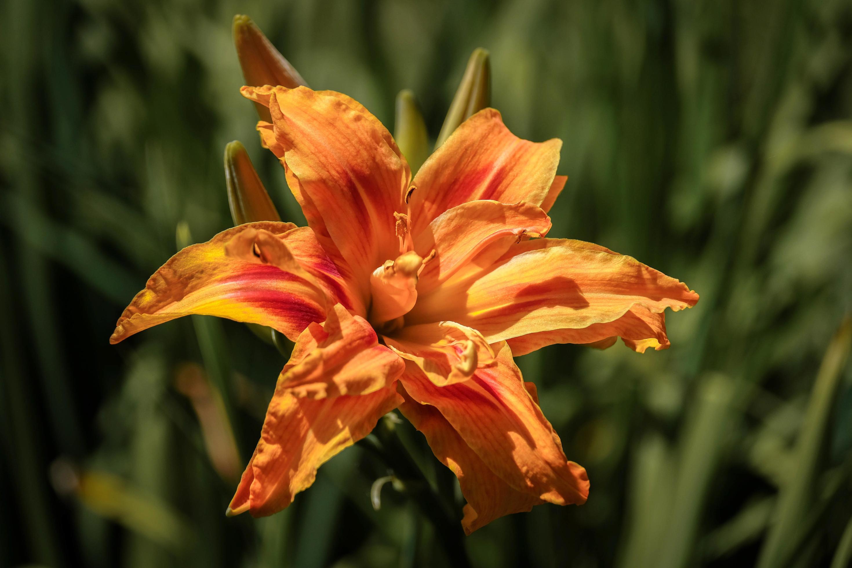 Orange Lily Flowering in Sussex Stock Free