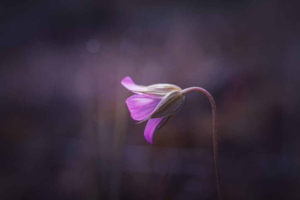 beautiful pink flower plant in the nature in springtime Stock Free