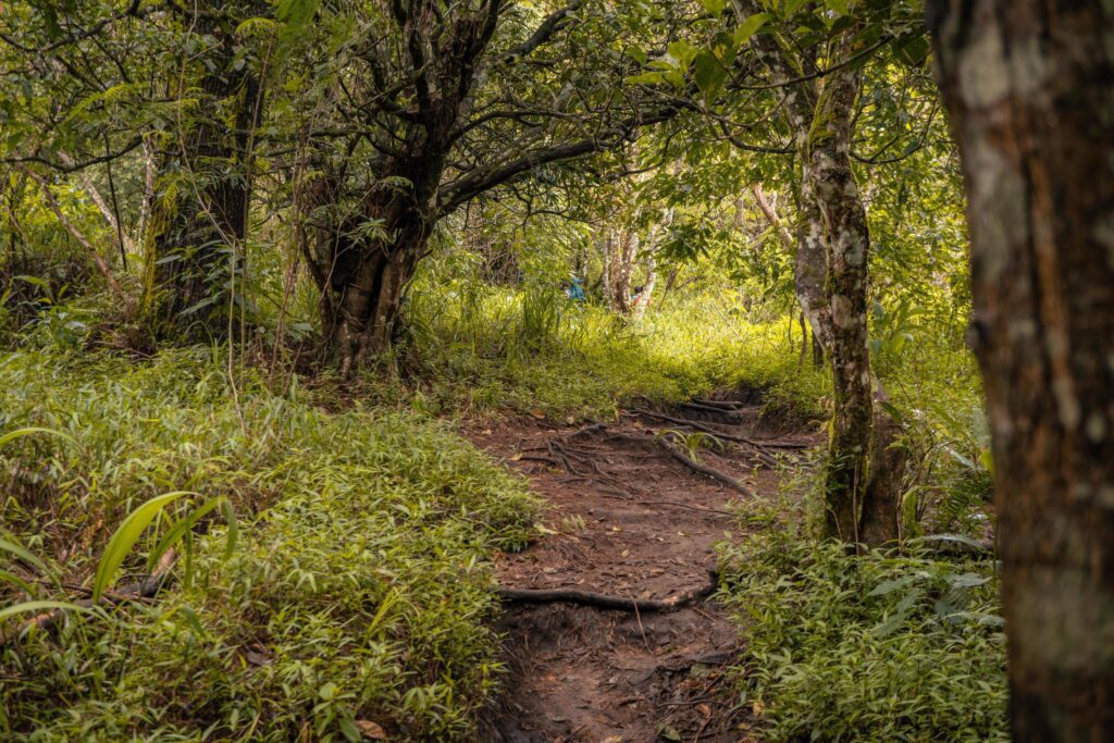 The way going to deep forest when spring time. The photo is suitable to use for adventure content media, nature poster and forest background. Stock Free