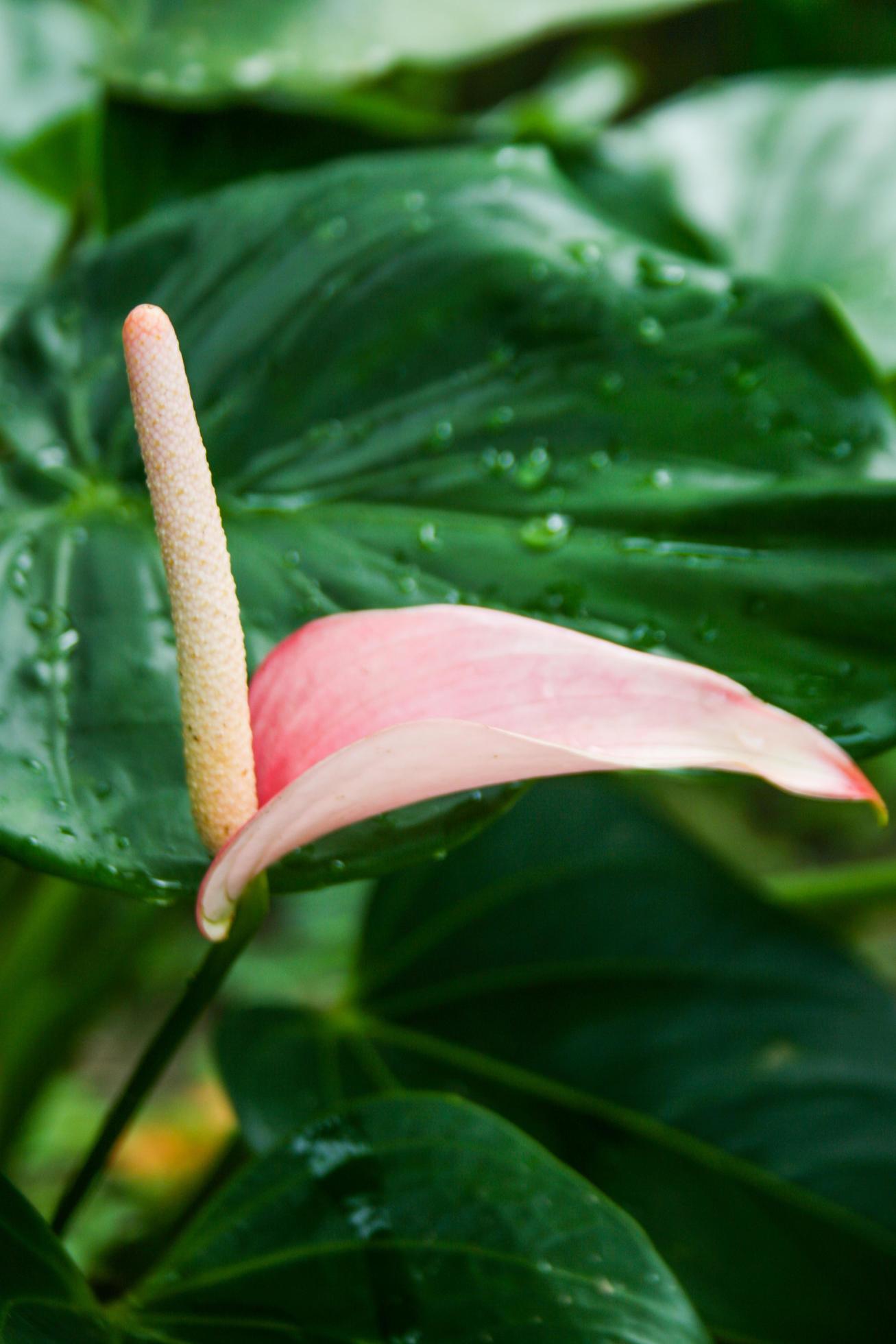 Anthurium flowers and morning dew drops green leaves Stock Free