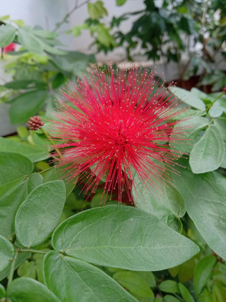 Photo of red feather flower Stock Free