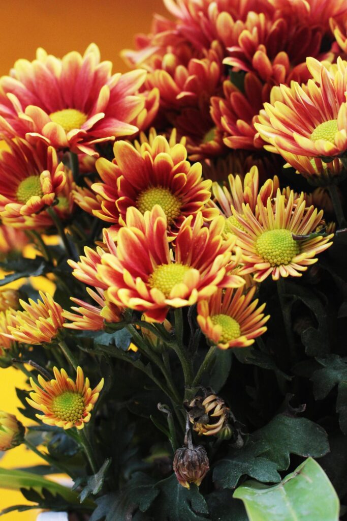 Blooming red Chrysanthemum flowers on yellow background Stock Free