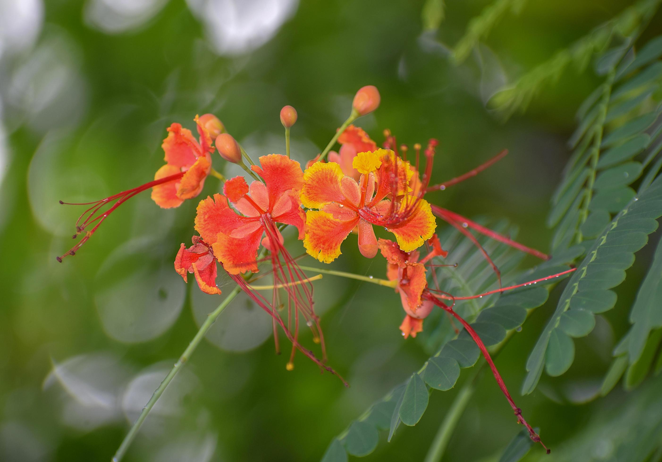 Caesalpinia close up red and yellow flowers with green leave Stock Free