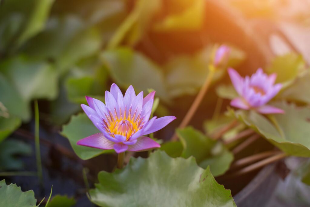 Lotus flower and Lotus flower plants Stock Free