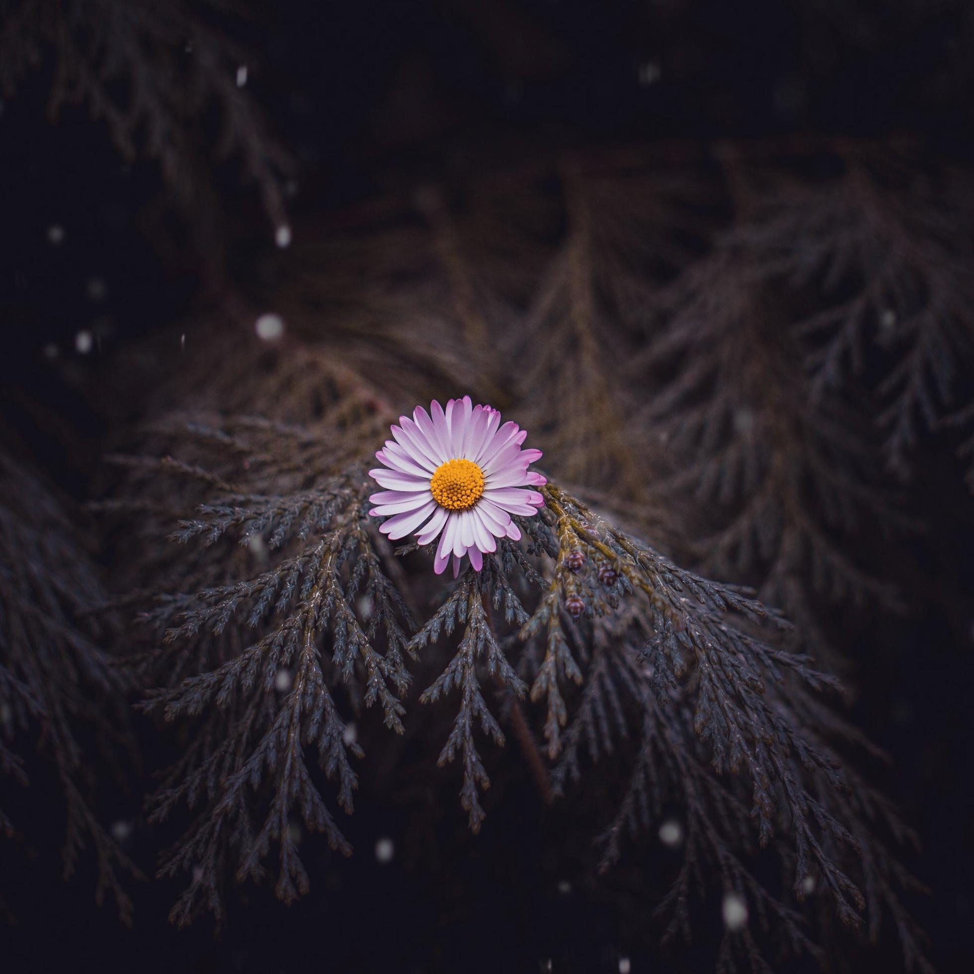 Beautiful white daisy flower in the spring season Stock Free