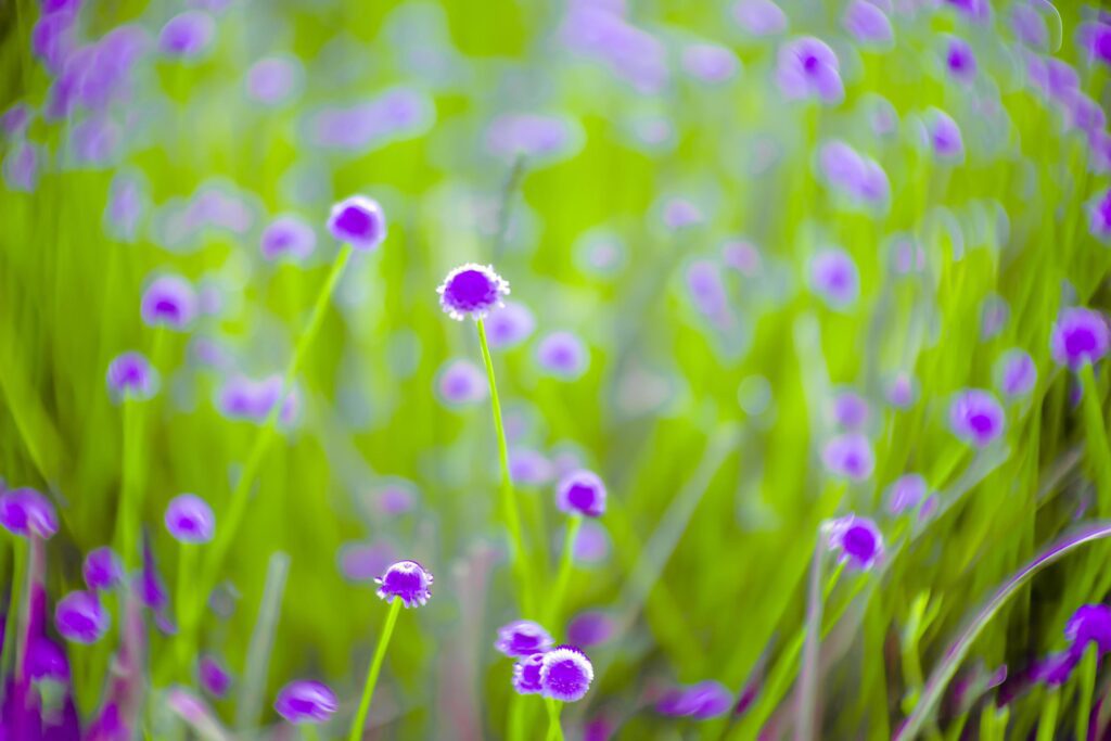 blurred,Purple flower blossom on field. Beautiful growing and flowers on meadow blooming in nature Stock Free