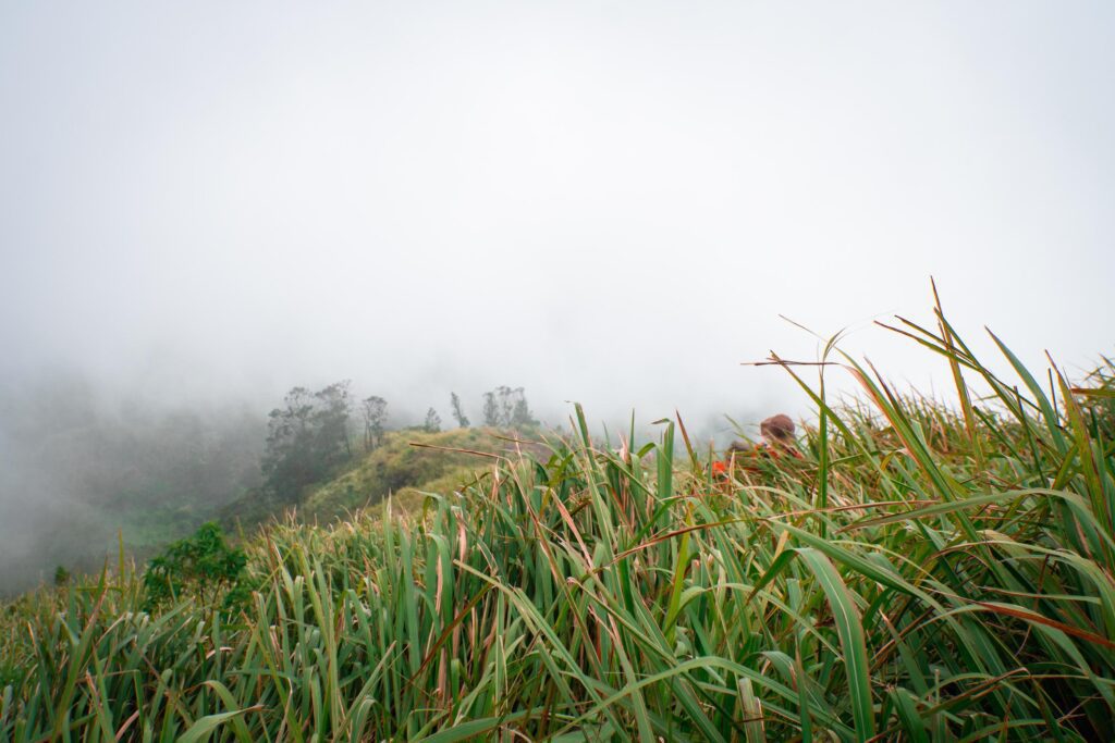 The way going to peak mountain, with Savana and foggy vibes. The photo is suitable to use for adventure content media, nature poster and forest background. Stock Free