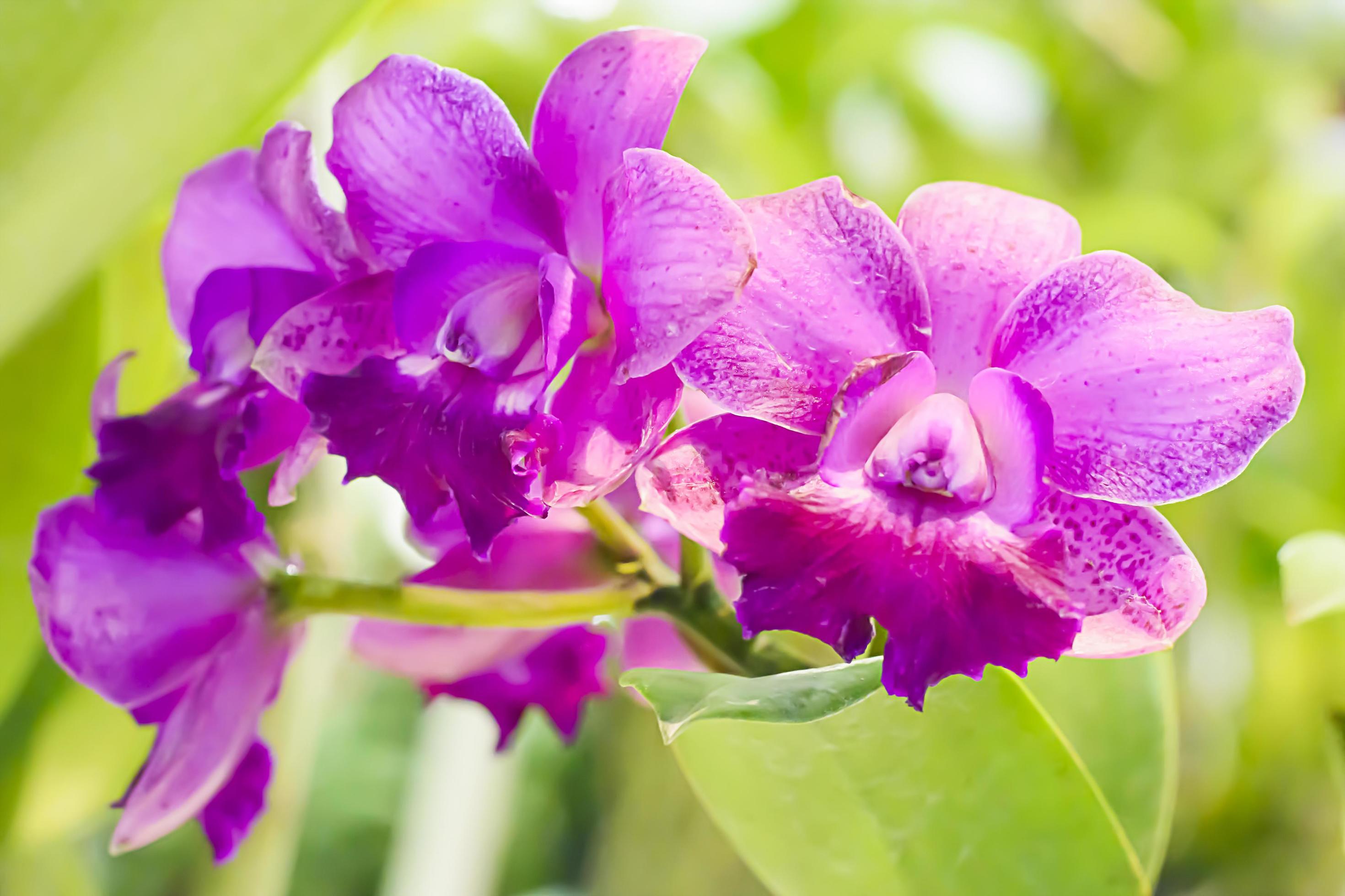 Orchidaceae is a diverse and widespread family of flowering plants, with blooms that are often colourful and often fragrant. Stock Free