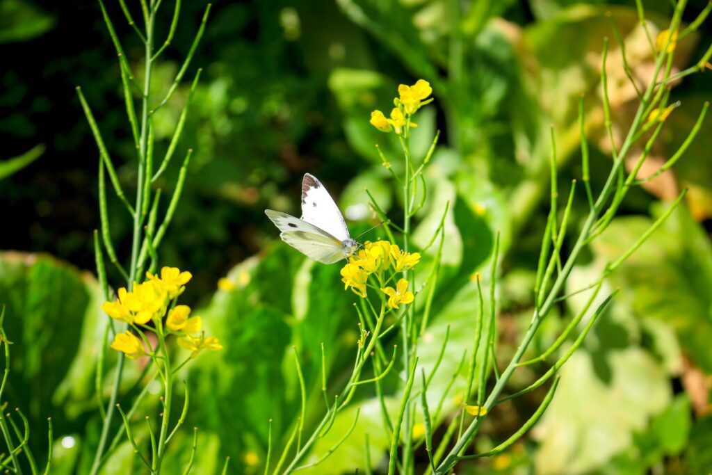 Butterfly white butterfly on yellow flower in summer spring field Stock Free