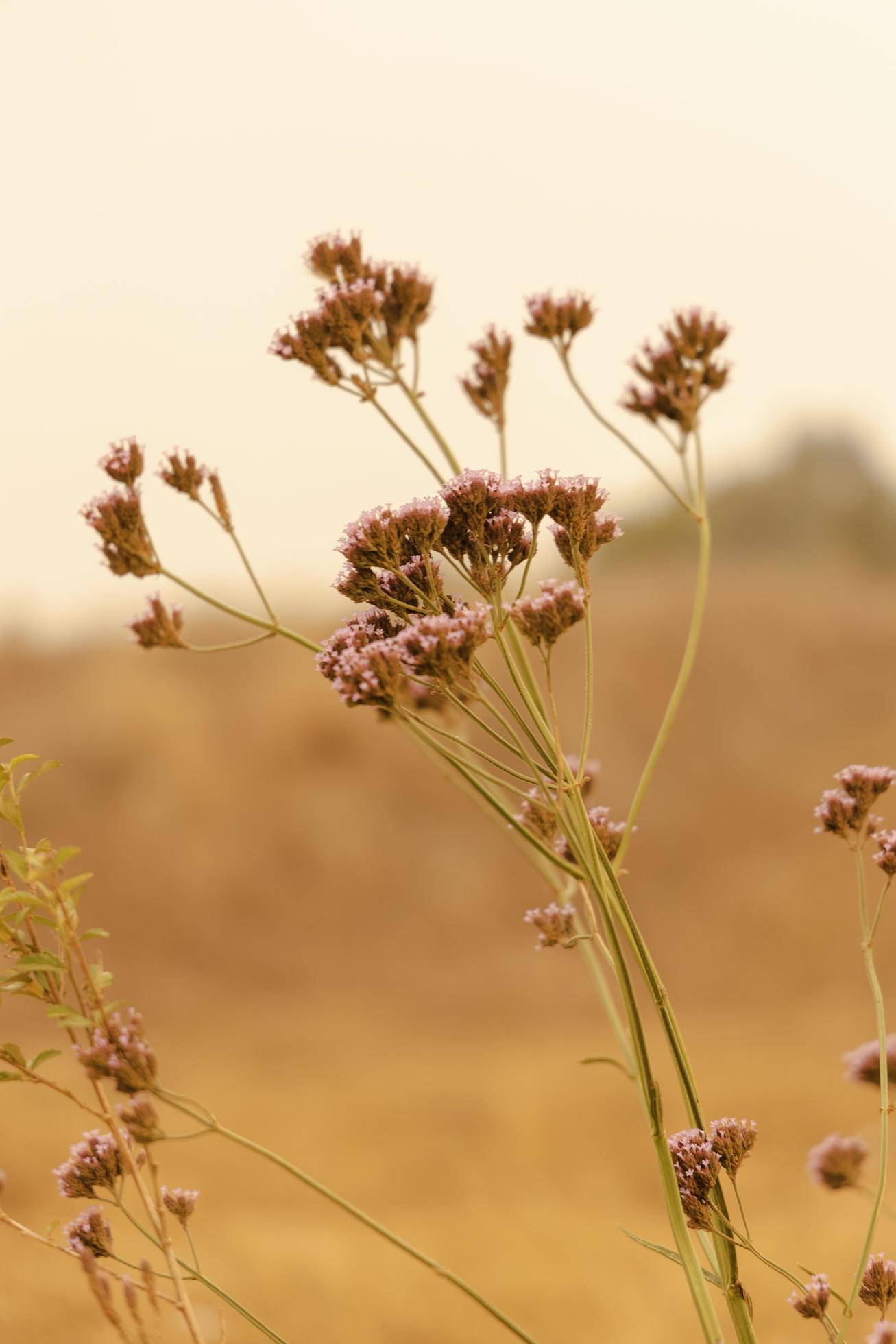 Pink-petaled flowers in smoke haze Stock Free