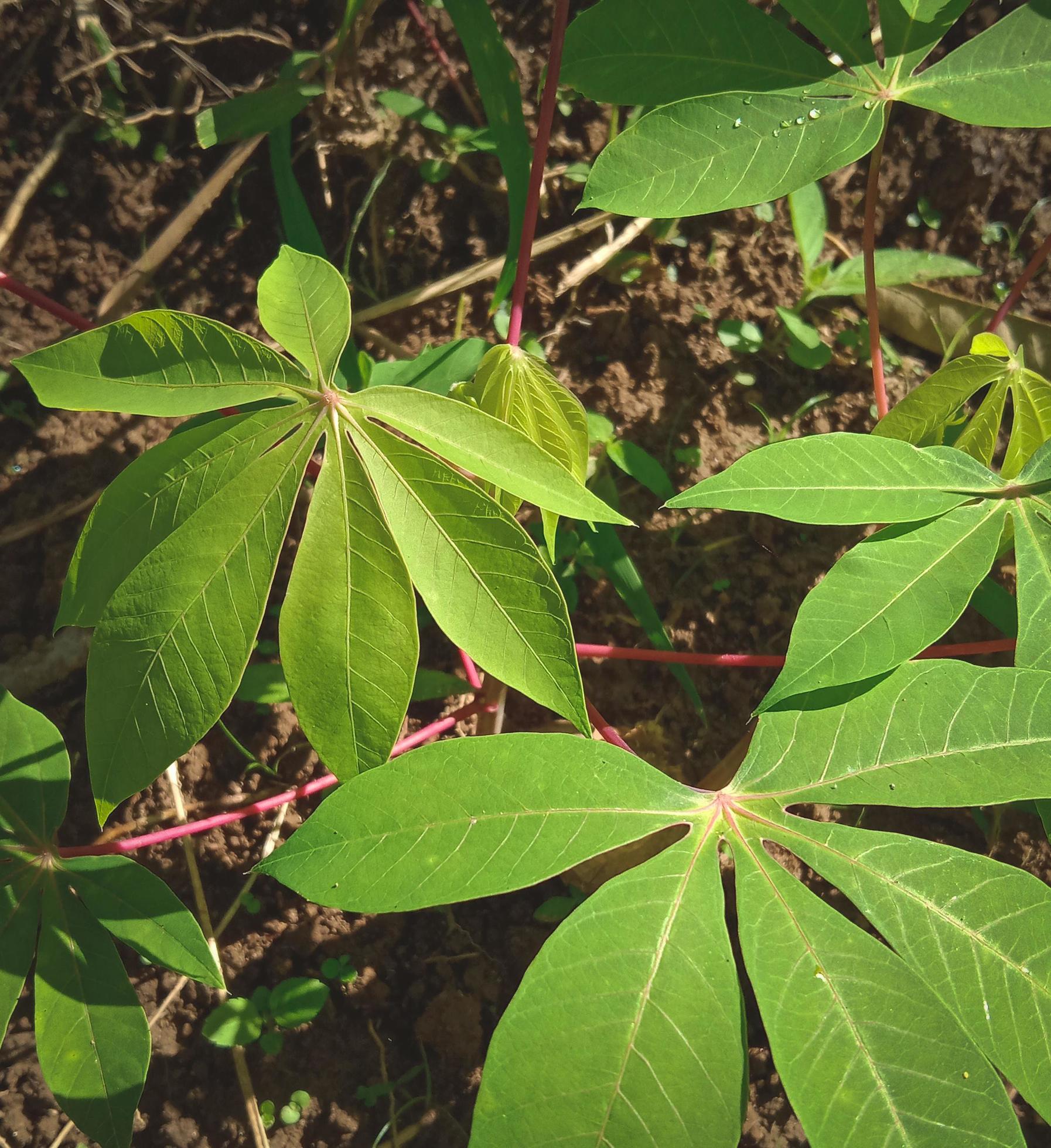 cassava leaf photos, nature photos Stock Free