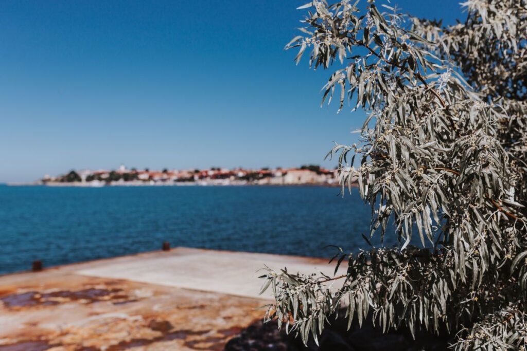 Close up of tree, Nessebar, Black Sea, Bulgaria Stock Free