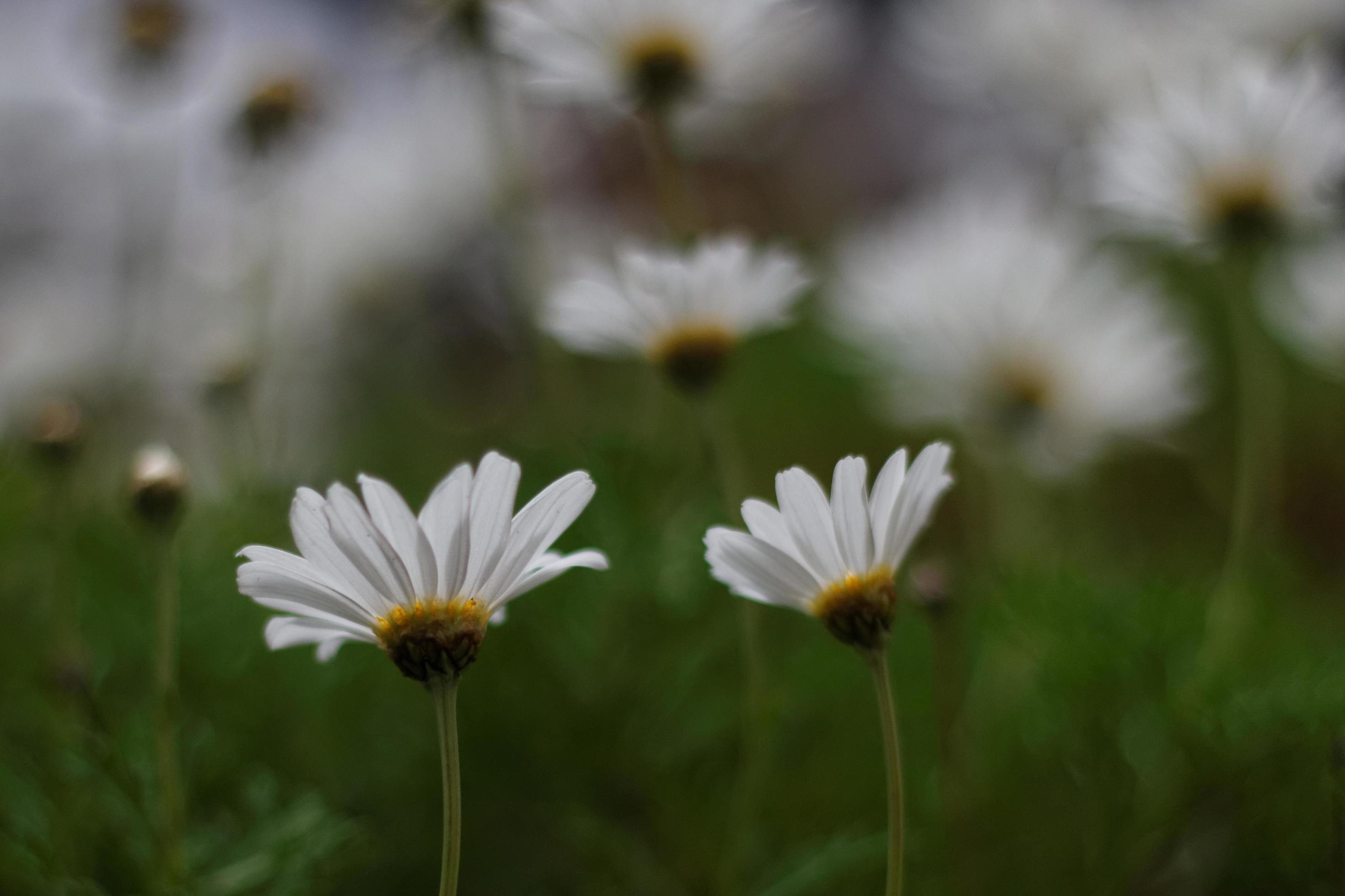 White Daisy Flowers Stock Free