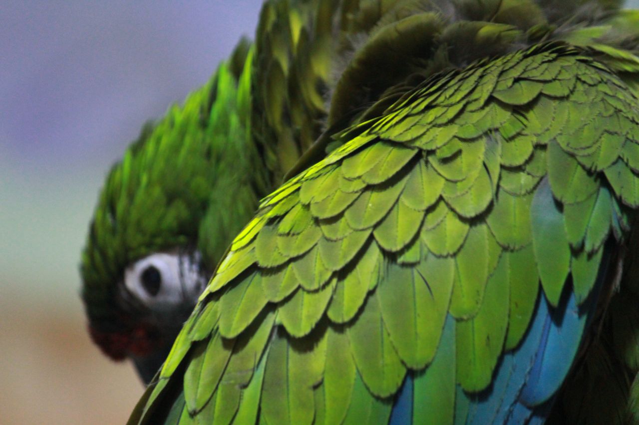 Parrot Green Macaw Bird Stock Free