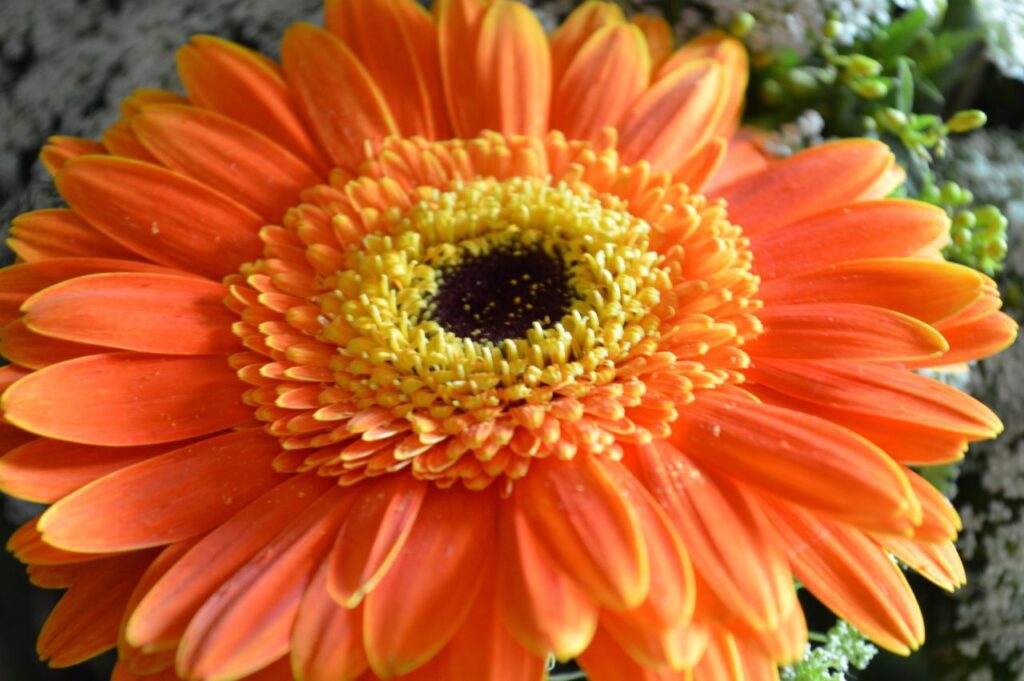 Orange Aster Daisy Stock Free