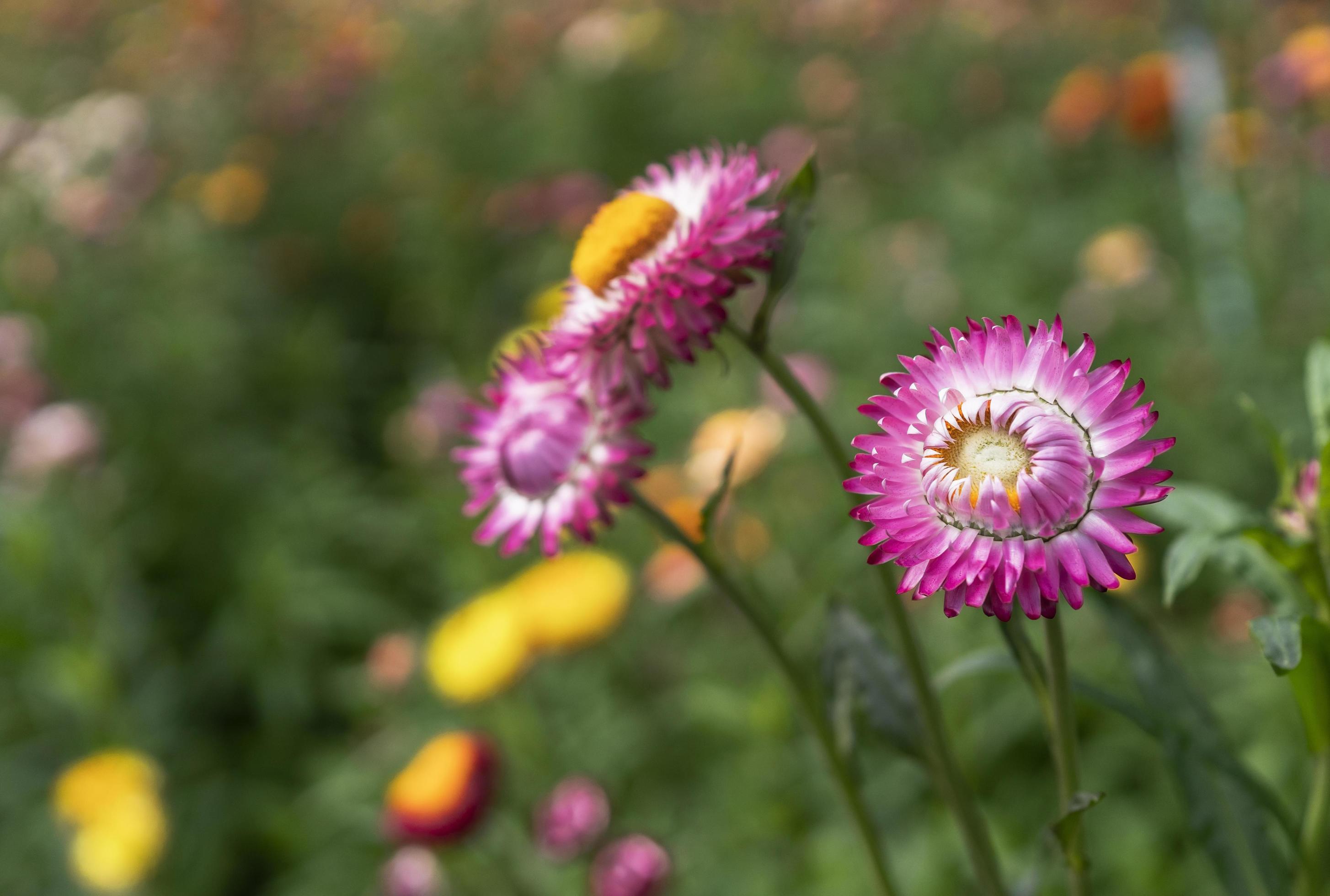 colorful straw flower blossom booming in garden Stock Free