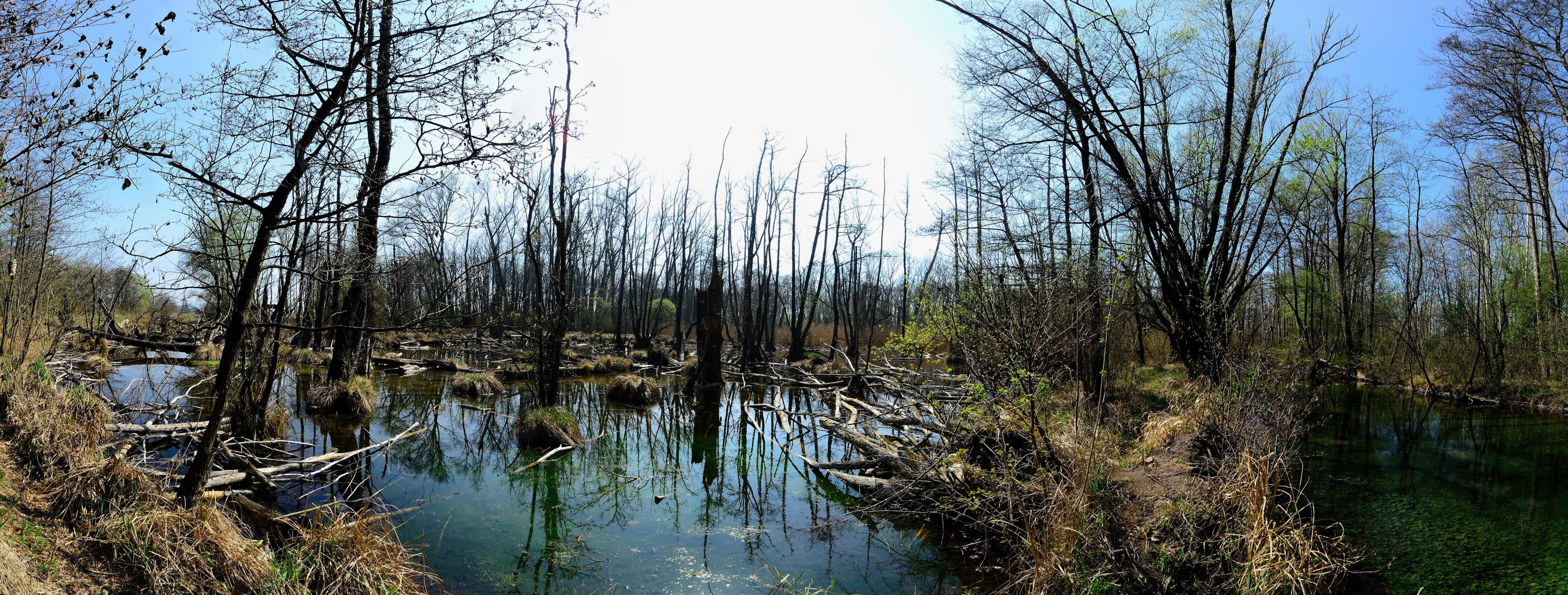 nature landscape with swamp panorama Stock Free