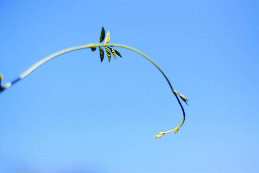 Fresh tree sprout Branch on blue sky with natural sunlight in Summer season. New life. Stock Free