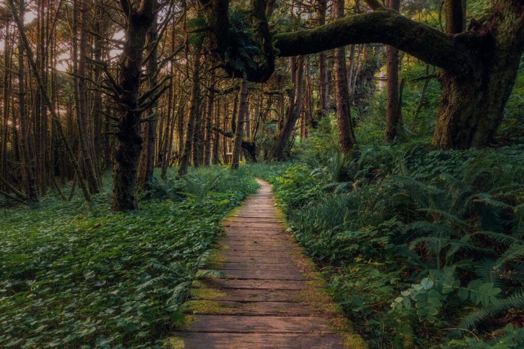 Brown wooden pathway Stock Free