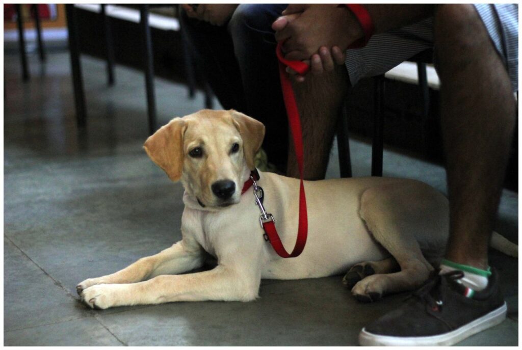 Dog With Owner Leash Stock Free