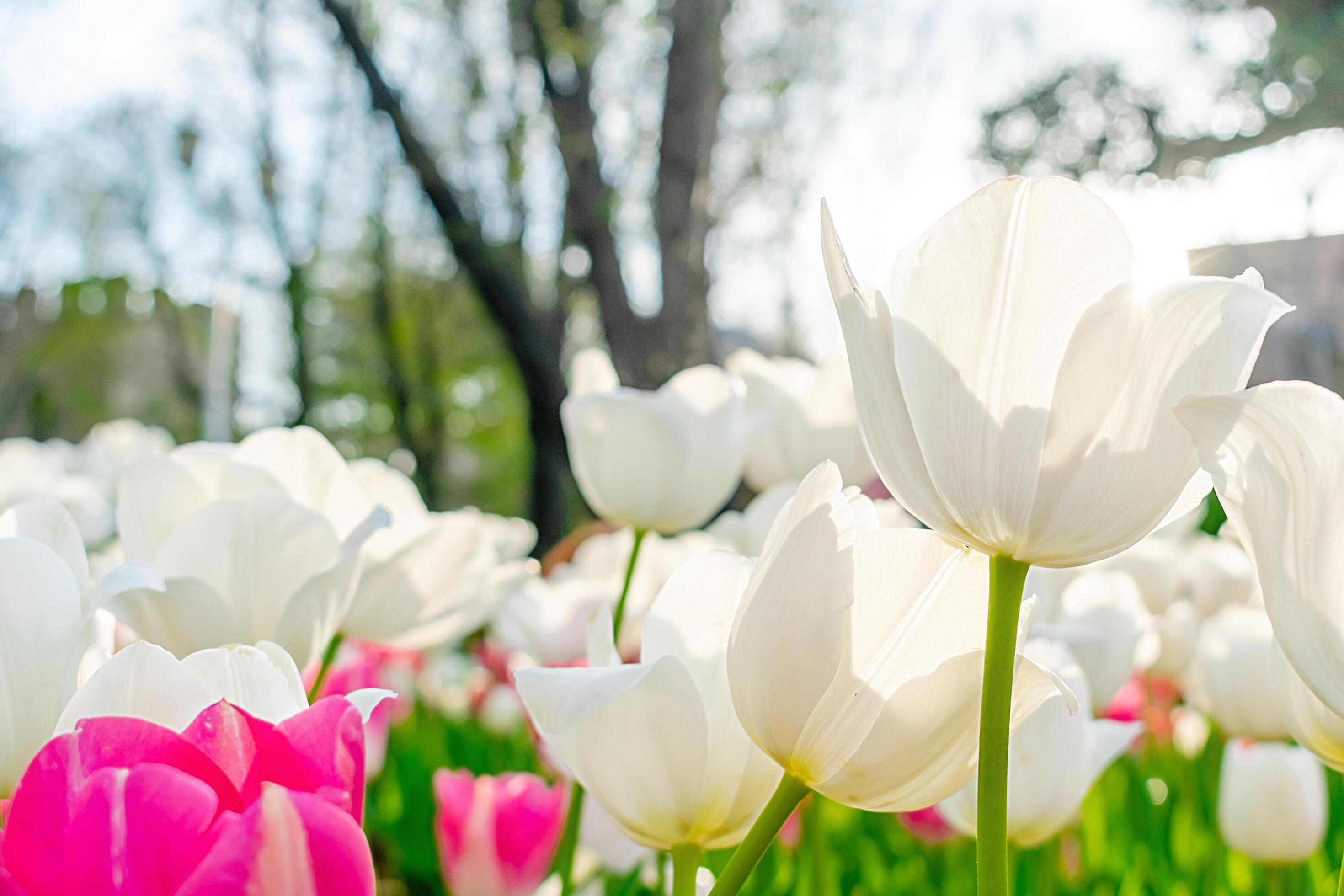 Background of many white tulips. Floral background from a carpet of white tulips. Stock Free