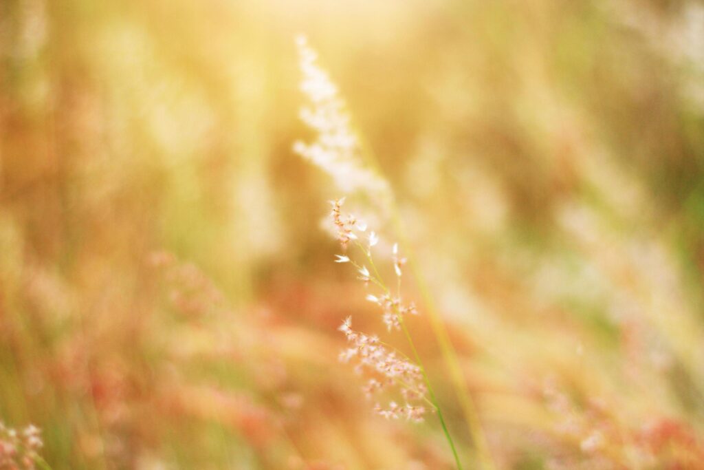 Soft Focus Beautiful grass flowers in natural sunlight Background Stock Free