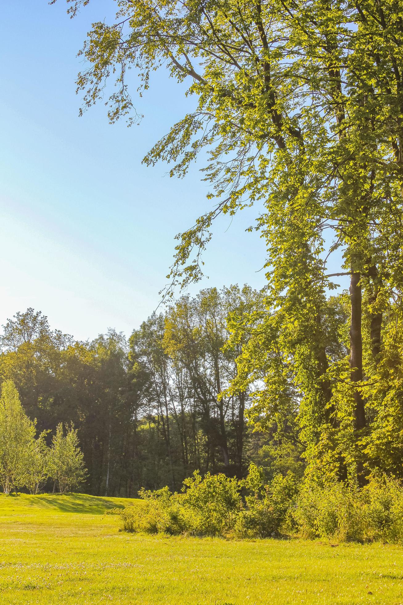 North German agricultural field forest trees nature landscape panorama Germany. Stock Free