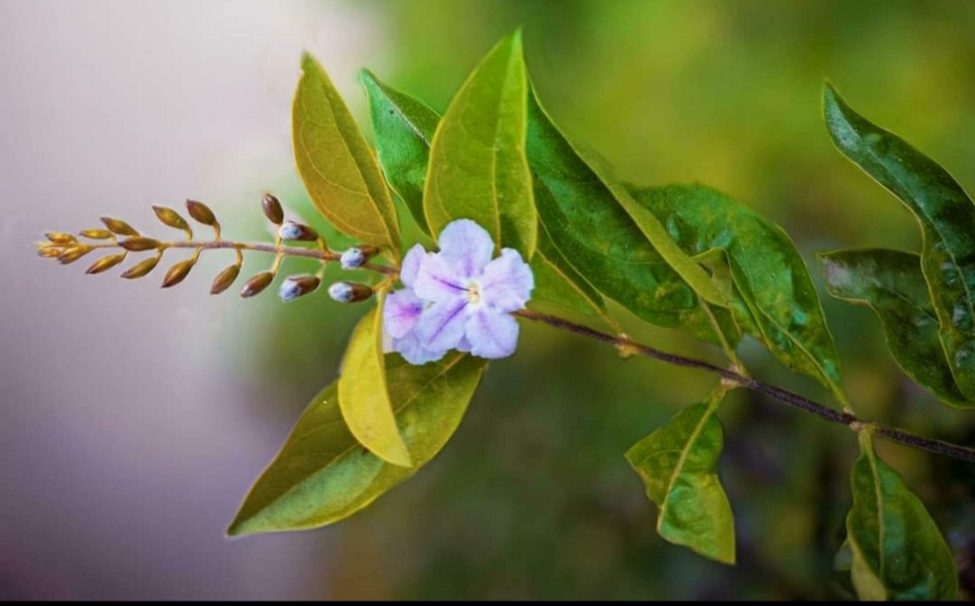 Blooming flower in nature Stock Free