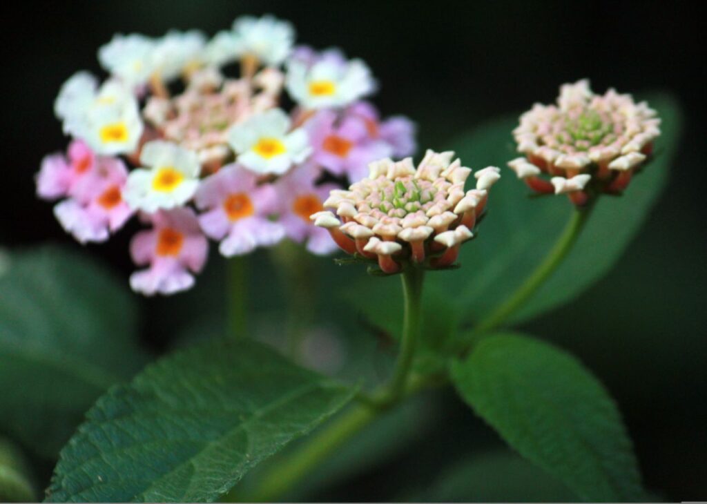 Flower Closeups With Leaves Stock Free