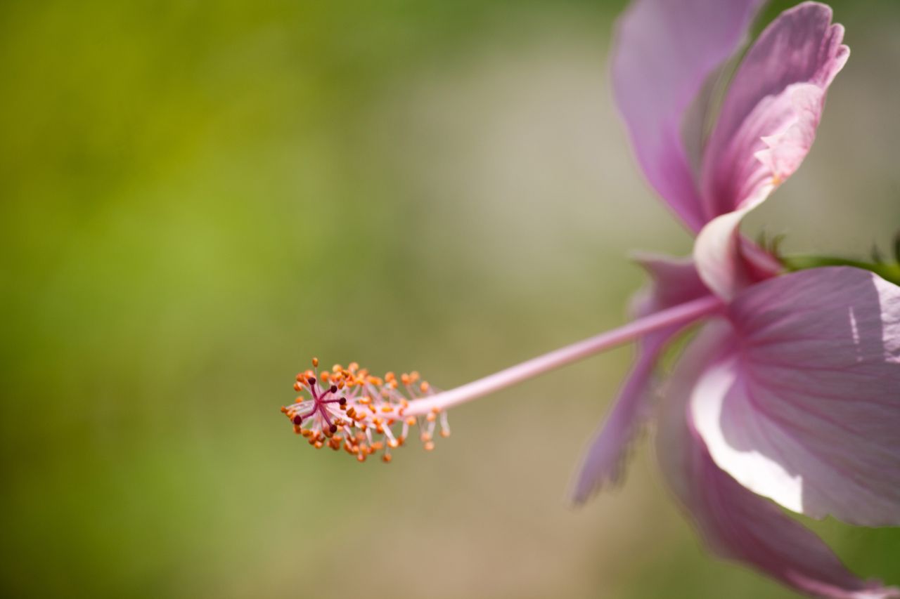 Pink Hibiscus Stock Free