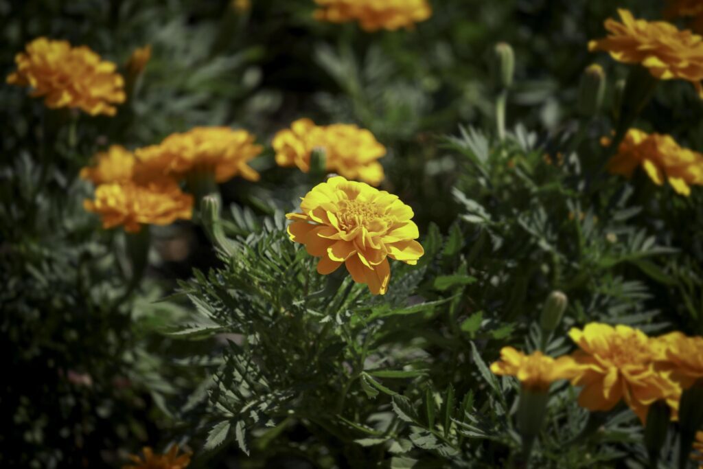 Beautiful french orange marigold flowers blooming in the summer garden Stock Free