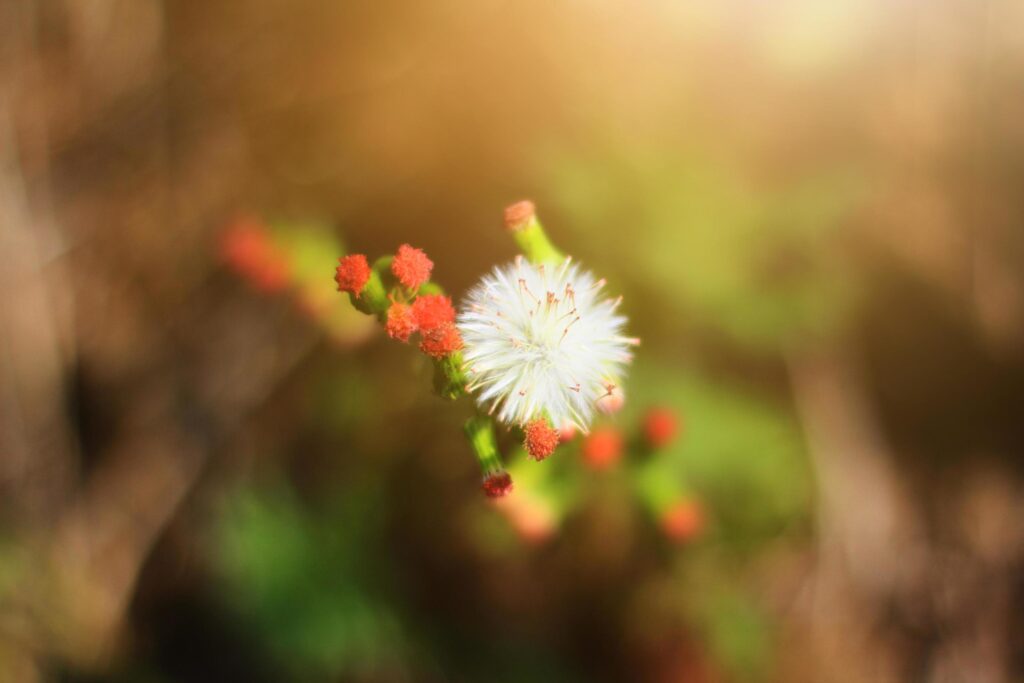 Beautiful Blossom white Wild flowers grass in natural sunlight Stock Free