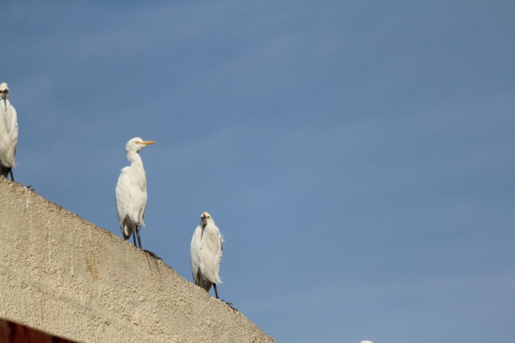 Three Birds White Stock Free