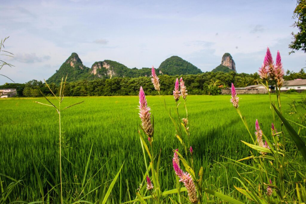 hight mountain beauty nature in phaatthalung south Thailand Stock Free