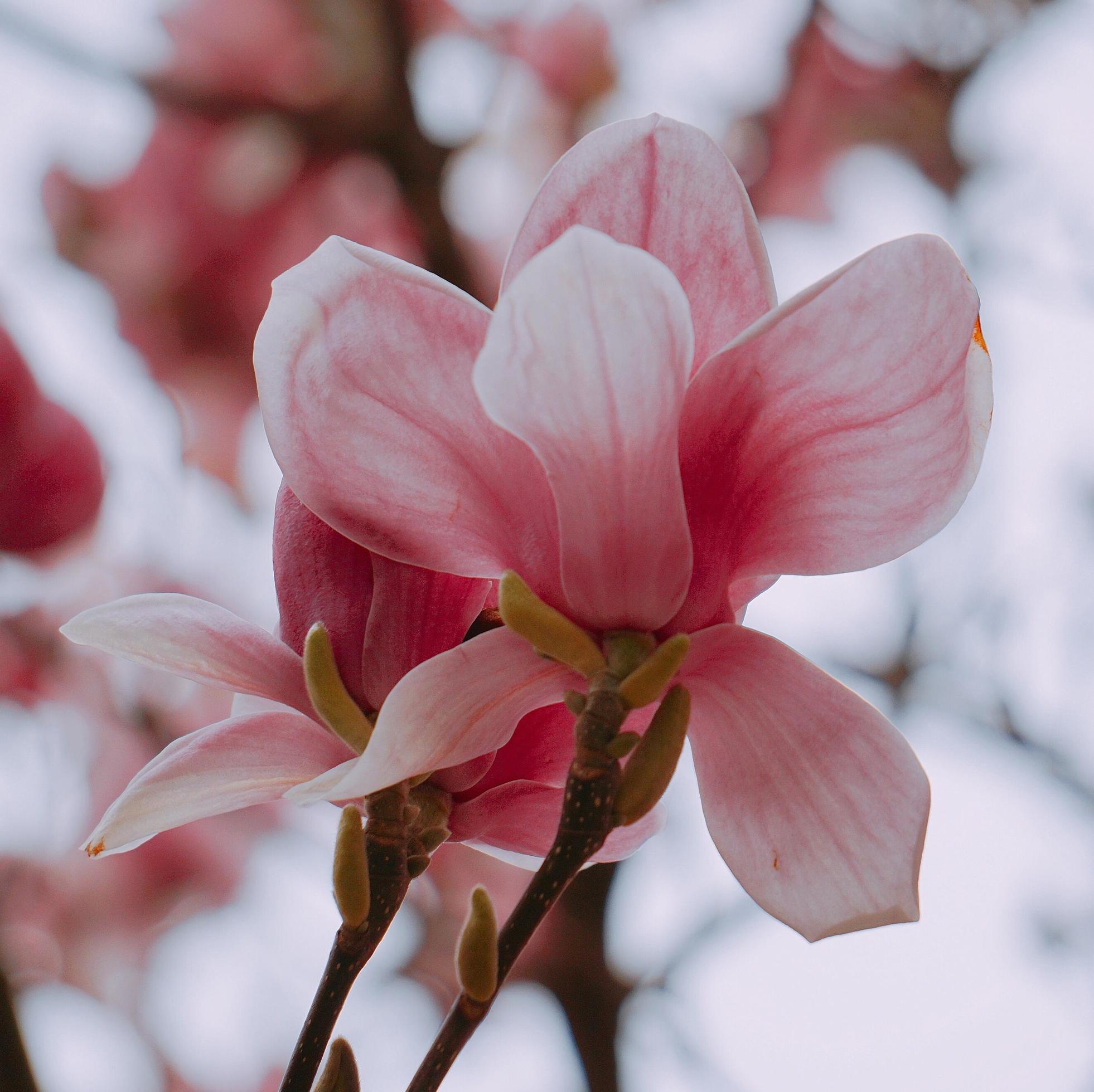 Pink flower plant in nature in the spring season Stock Free