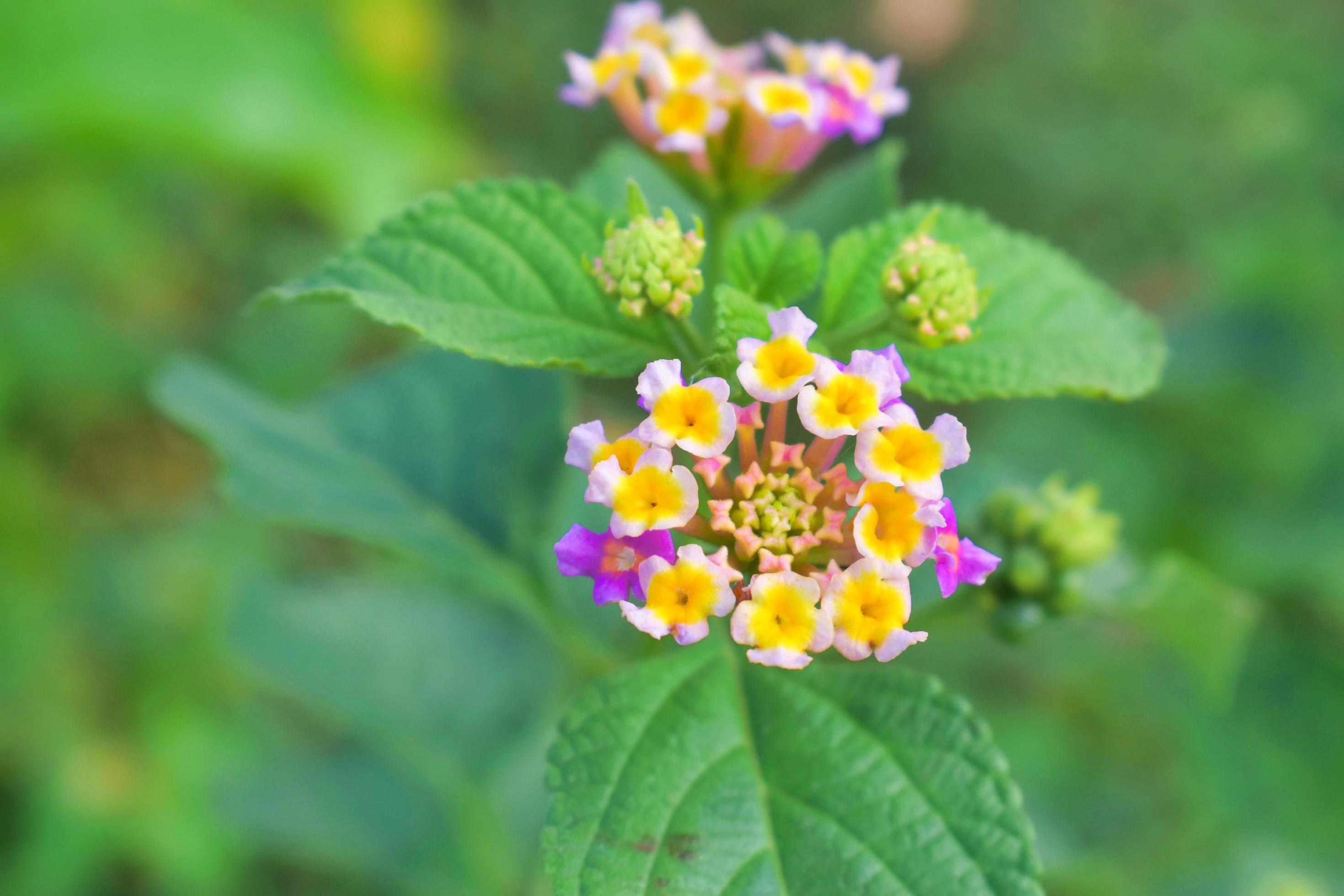 Lantana camara. common lantana. It is a species of flowering plant within the verbena family Stock Free