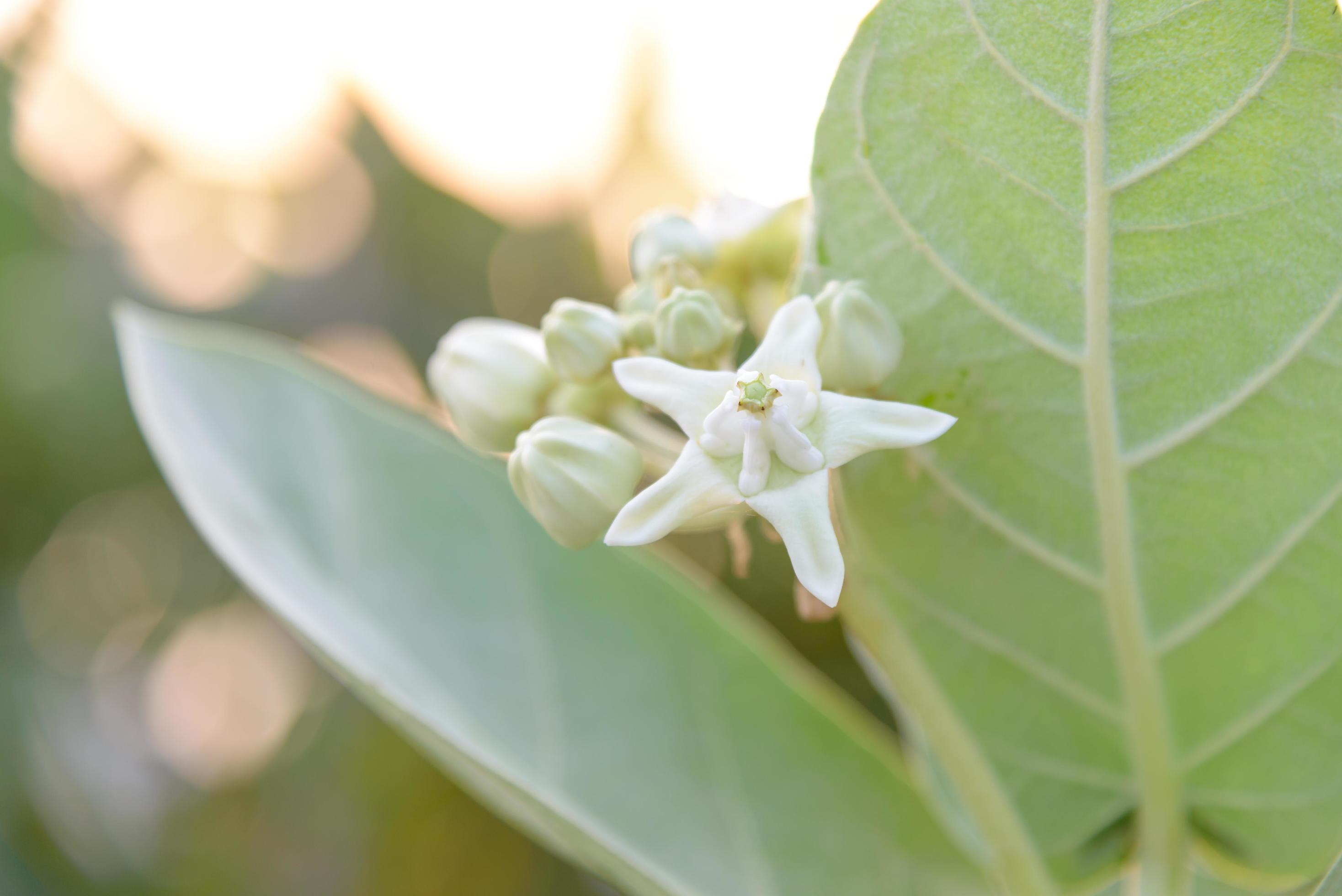 Calotropis giantea or Crown flower white green leaves Stock Free