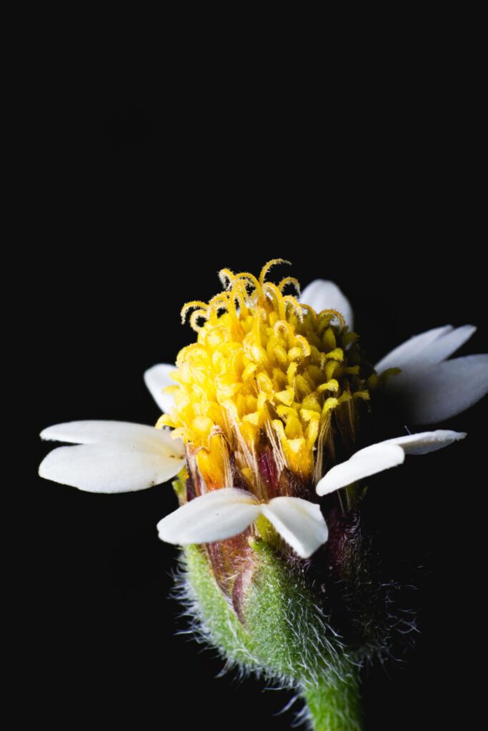 Close up small yellow flower and black background Stock Free