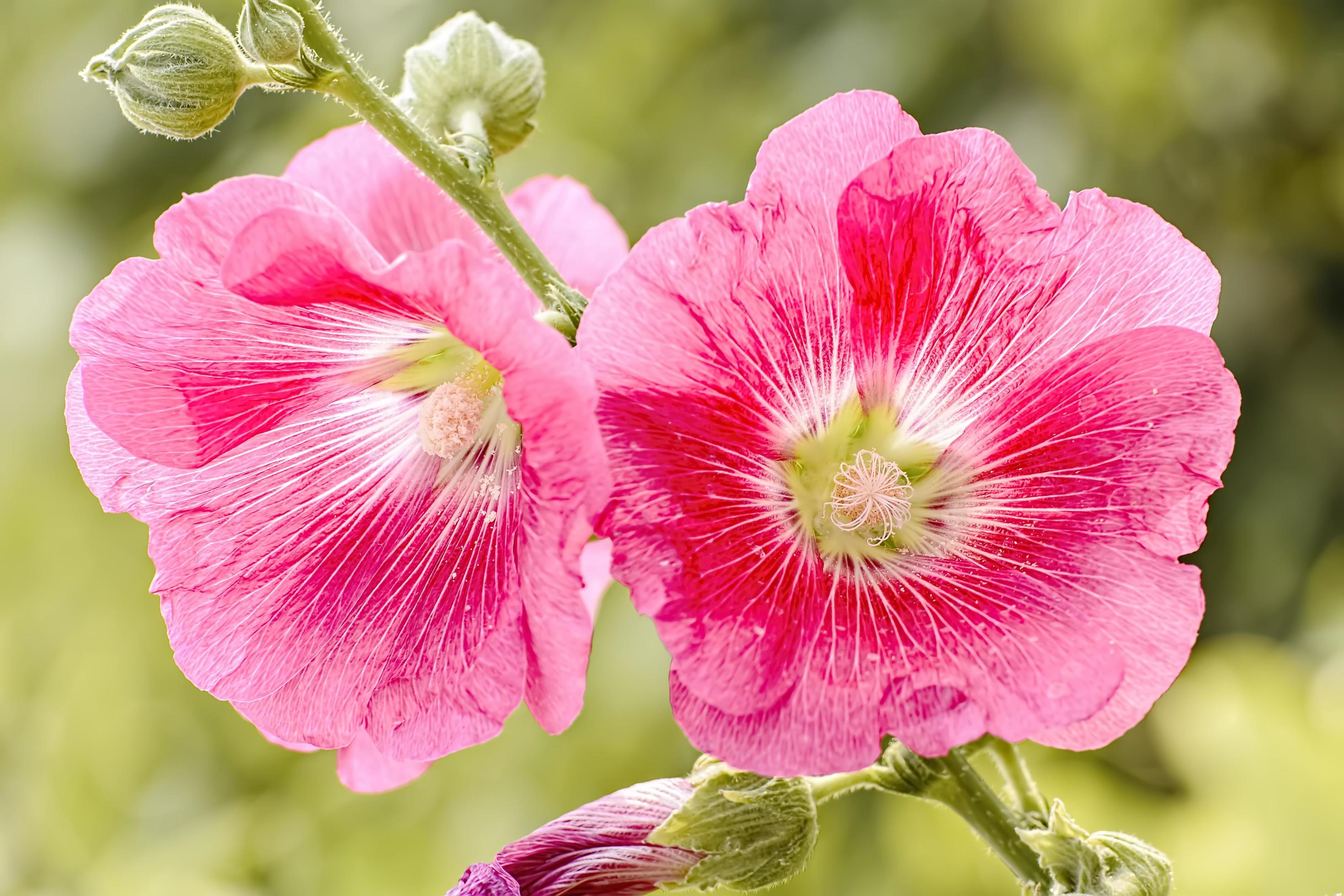 Hollyhock flower is many colors and beautiful in the garden. Stock Free