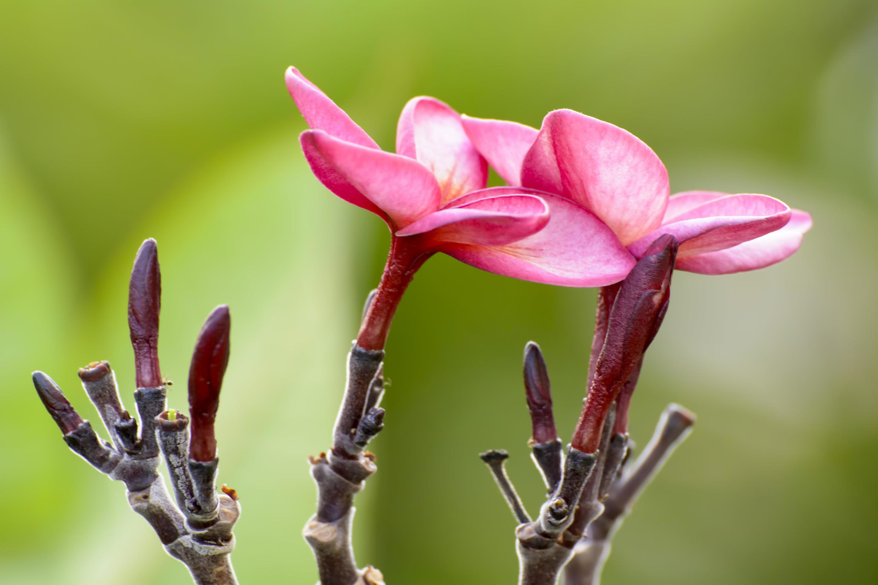 Plumeria flowers are so beautiful that popular in Thailand. Stock Free