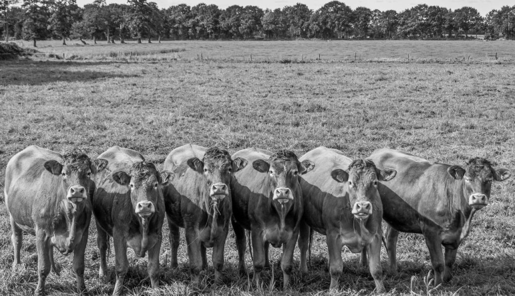 Line dancing cows Stock Free