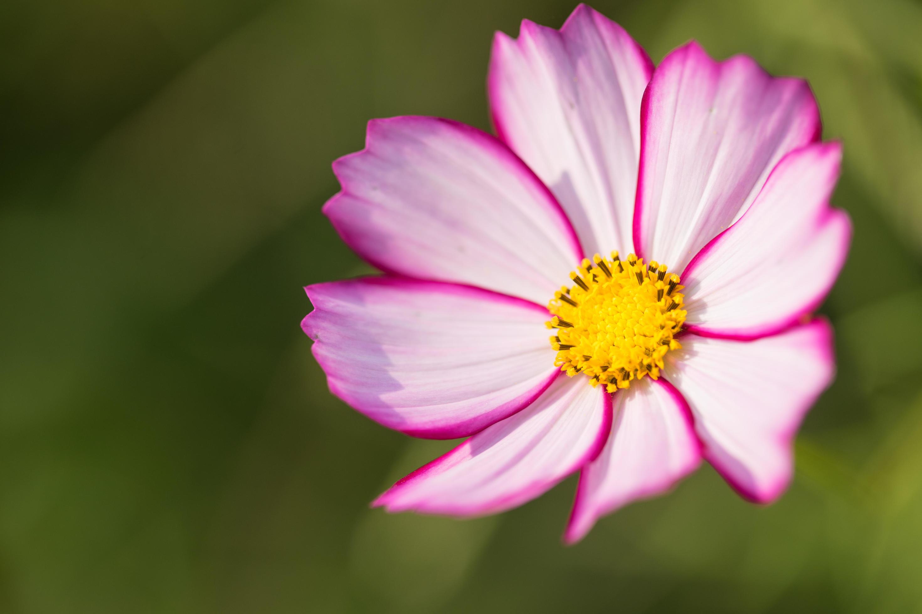 Close up cosmos flower Stock Free