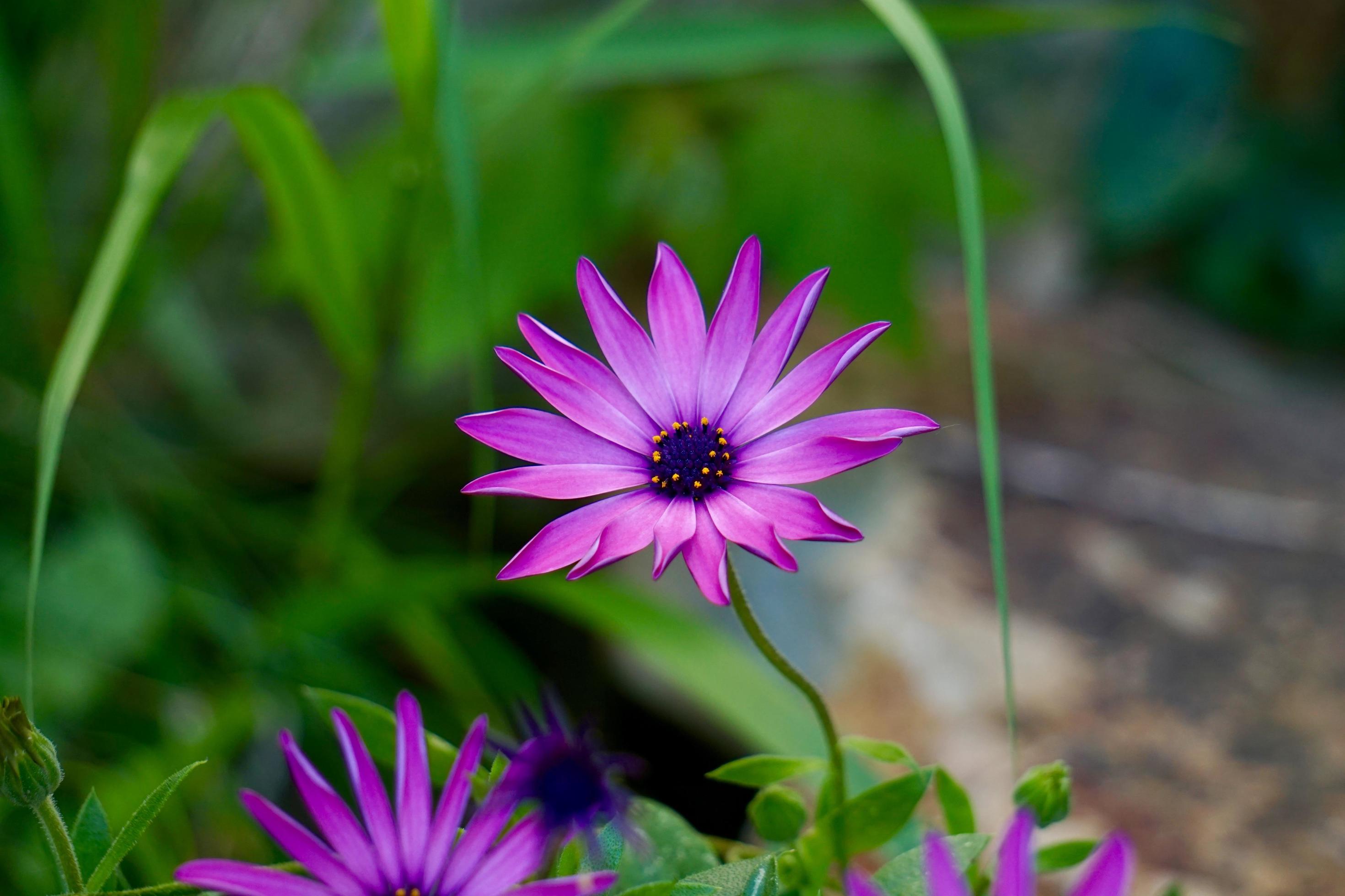 Romantic pink flowers in the garden in spring season Stock Free