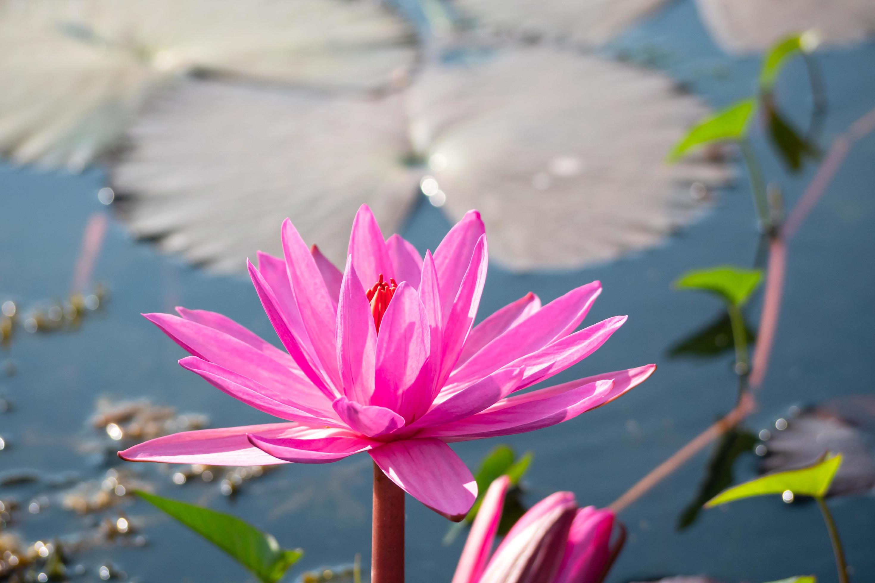 Red lotus flower blooming in canal Stock Free