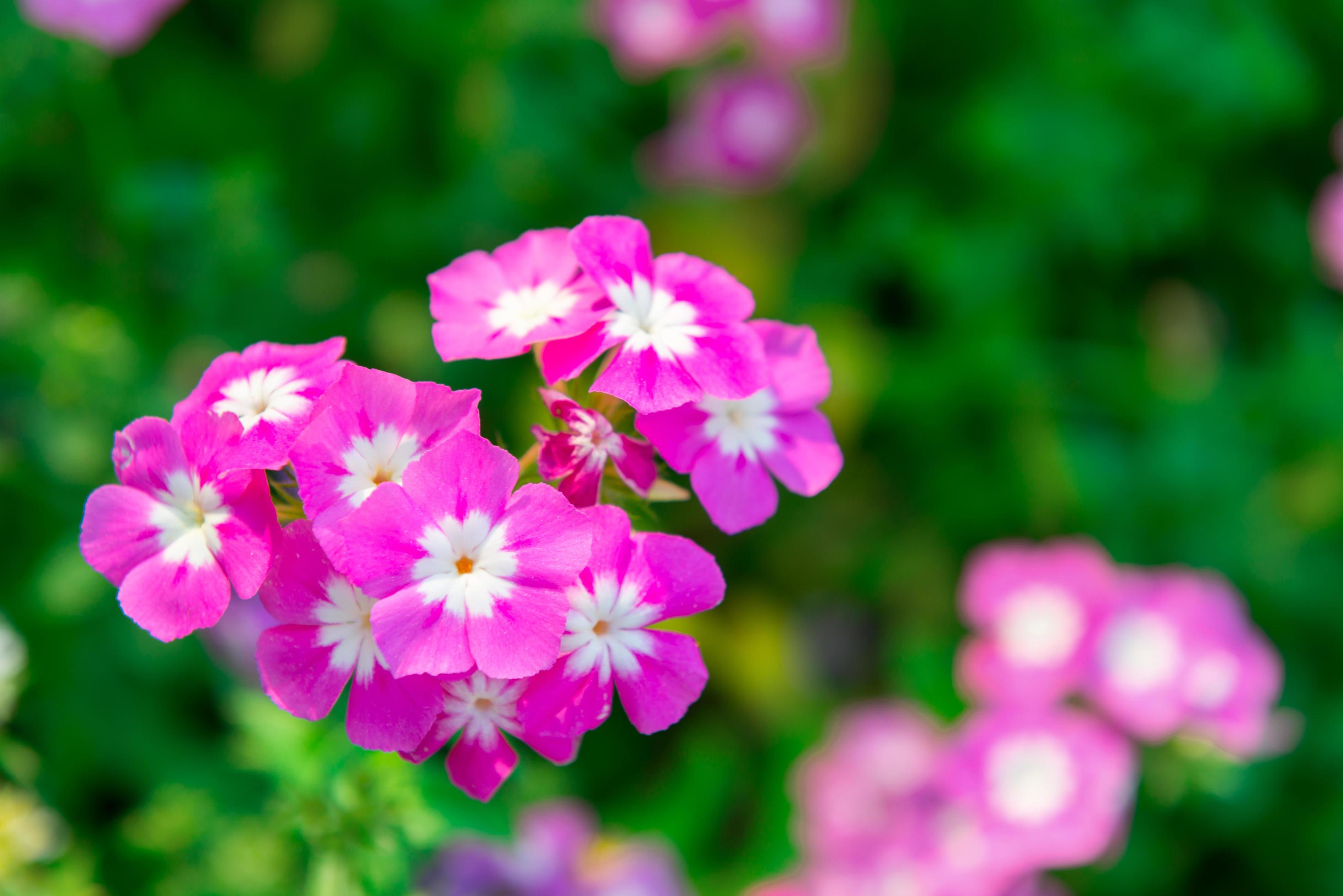 Close up pink geranium flowers in garden Stock Free